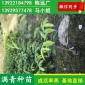 海南土沉香苗 深圳奇楠沉香苗木 广东沉香容器苗 广州沉香地苗 海南沉香苗 **从优 成活率高