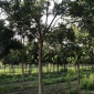 国槐种植基地 河南常年出售国槐树 国槐树苗 老国槐 随选随挖