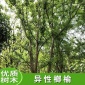【俊贤】安徽榔榆树 榔榆树苗 异性白榆树 丛生榆树价格 规格齐全