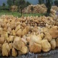 王氏园林_黄蜡石_精品黄蜡石_黄蜡石草坪点缀_黄蜡石假山石河道驳岸石