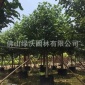 大量供应10公分优质移栽黄槿树，假植黄槿、袋苗黄槿