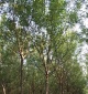 山东国槐苗木种植基地,10公分速生国槐,国槐小树苗,国槐基地现货